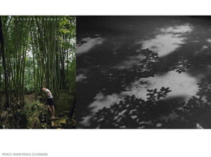 猛虎集 文藝創(chuàng)作片與動漫游戲的融合之路